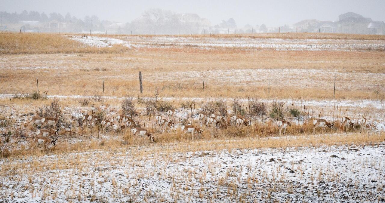 Well camouflaged by the landscape and falling snow, the pronghorns come for a visit — COS, CO.