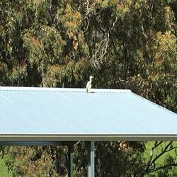 Three baby herons are up here all day.