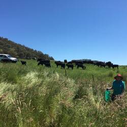 Yet more trees going in!
