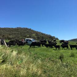 The cows know there's a bit of hay on the ute.
