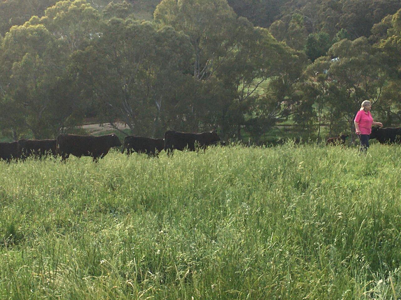 The pied pipier of the calves.