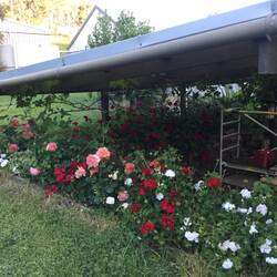 Lots of blooms because there are no wallabies or deer eating them.