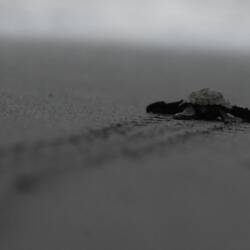 Baby Schildkröte auf ihrem langen Weg zum Meer.