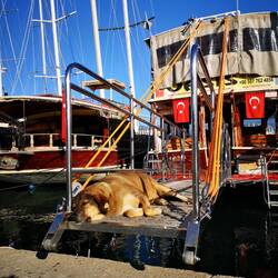 Stray dogs sleep on the non-operating boats