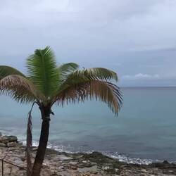 If you look just right, the palm tree leaves look like Trump's hair