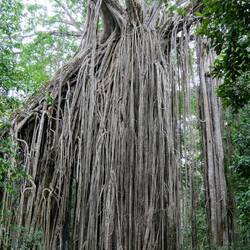 Curtain Fig Tree