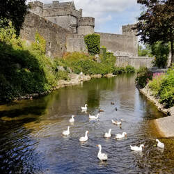 The castle serves as a lovely background for the ducks on the River Suir — Cahir Castle, Ireland.