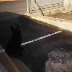 Sitting like a good girl hoping we'll let her in 😭