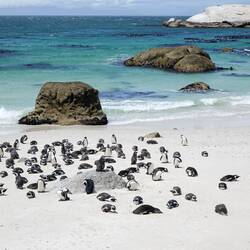 Pinguinenkolonie