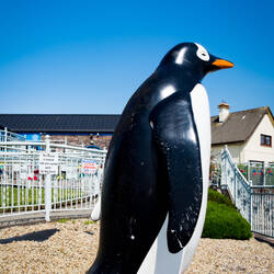 A gentoo penguin greets us @ the Oceanworld Aquarium — Dingle, Ireland.