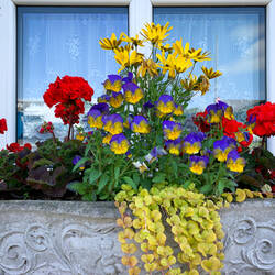 A window box filled with flowers adds color to our stroll — Dingle, Ireland.
