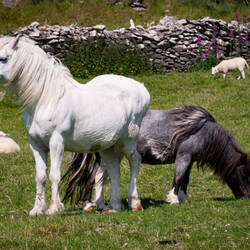 Farm animals @ the Famine Cottages — Dingle Peninsula, Ireland.