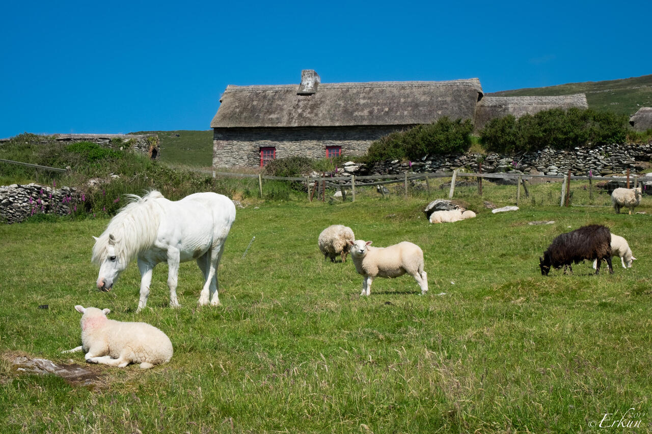 The Famine Cottages and the corral of farm animals — Dingle Peninsula, Ireland.