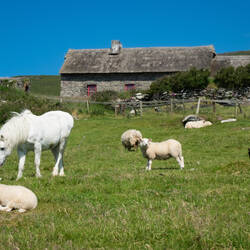 The Famine Cottages and the corral of farm animals — Dingle Peninsula, Ireland.