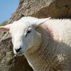 A sheep keeping an eye on us @ the Famine Cottages — Dingle Peninsula, Ireland.