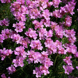 Sea Thrift @ Dunmore Head — Dingle Peninsula, Ireland.