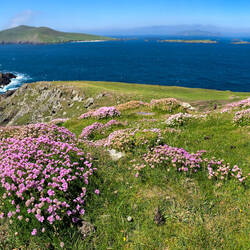 Pink sea thrift adds another color to the scenery — Dunmore Head, Dingle Peninsula.
