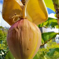 A banana blossom - Art of nature!