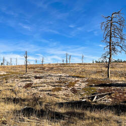 The burn scar from the 2013 Black Forest Fire — Black Forest Regional Park, CO.