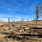 The burn scar from the 2013 Black Forest Fire — Black Forest Regional Park, CO.