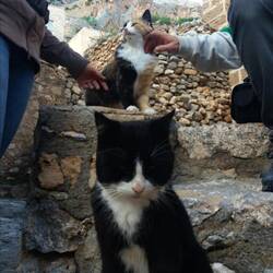 Eiversucht auf die EdelMiez 😐😂