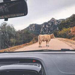 Une rencontre récurrente sur les routes du coin