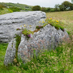 Wildflowers on carboniferous limestone boulders @ the Dolmen — the Burren, Ireland.