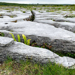 A closer glimpse of the grikes and clints @ the Poulnabrone Dolmen — the Burren, Ireland.