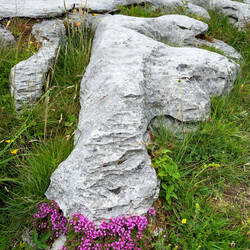 Wild thyme grows amongst the grikes of the karst landscape — the Burren, Ireland.