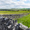 Another of Ireland's iconic stone walls near Shanmuckinish Castle.