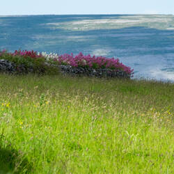 I especially like this wall topped with colorful flowers — near Shanmuckinish Castle, Ireland.
