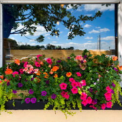 Colorful flowers in a window box — Kinvara, Ireland.