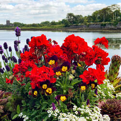 Colorful flowers against Kinvara Harbor — Kinvara, Ireland.