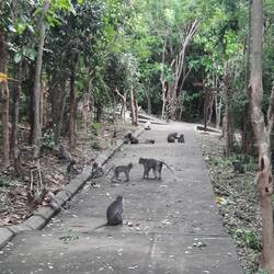 Les singes dans ce temple ont essayé de nous voler les sandales...grosses émotions pour les filles !
