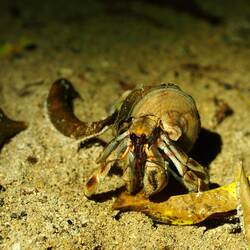 Crabnold Schwarzensheller