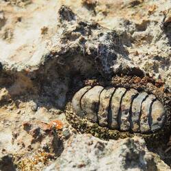 Left plenty of shit before being fossilised