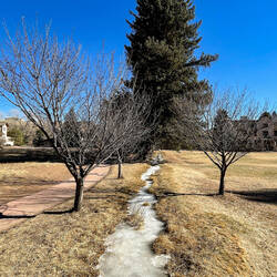 Frozen creek @ Rock Ledge Ranch — Colorado Springs, CO.