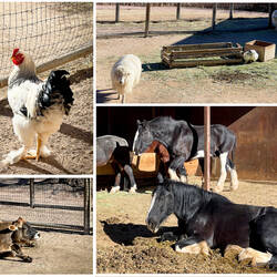 Barnyard animals @ Chambers Farm — Rock Ledge Ranch ... Colorado Springs, CO.