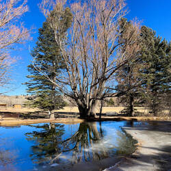 Love the reflection on the pond with the ice breaking up — Rock Ledge Ranch ... Colorado Springs, CO