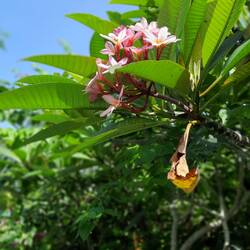 Les fleurs du jardin