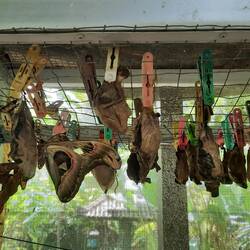 Chrysalides de papillons barons