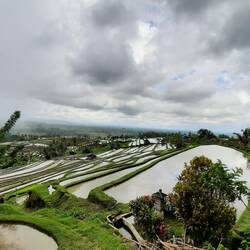Rizières de Jatiluwih