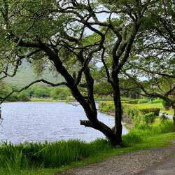 Lakeshore walk overlooking Pollacappul Lake ... @ Kylemore Abbey — Connamara, Ireland.