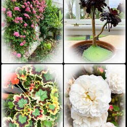 From the Victorian Walled Garden — Kylemore Abbey, Ireland.