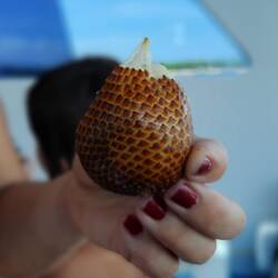 Encore le fruit du singe