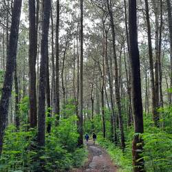 La forêt au pied du volcan