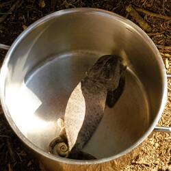 Where did this chameleon come from: I clung on to the big truck's mirror