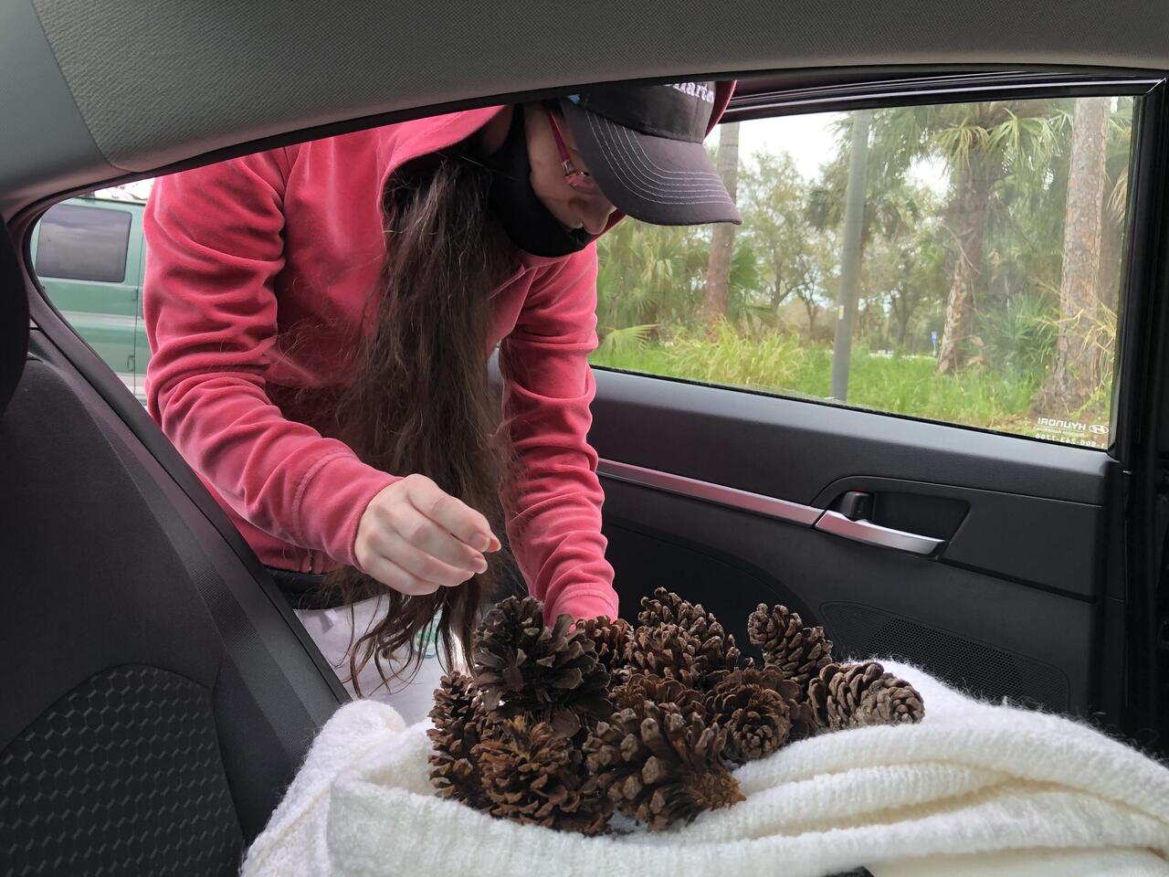 Pine cone for your thoughts?