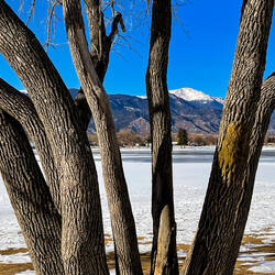 Pikes Peak peeking through the tree trunks @ Prospect Lake — Colorado Springs, CO.