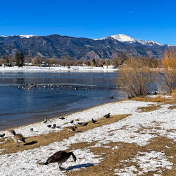 Canada geese and other waterfowl enjoying Prospect Lake — Colorado Springs, CO.